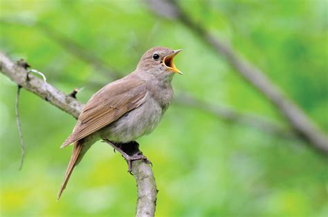 Nightingale | Songbird, Migratory, Nocturnal | Britannica