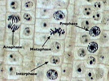 Mitosis Prophase Microscope