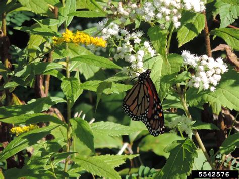 monarch butterfly (Danaus plexippus)