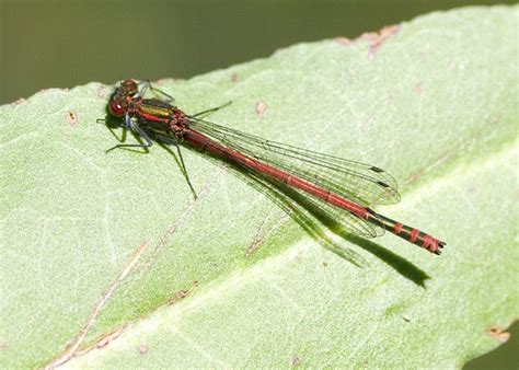 Weedon's World of Nature: Garden pond insects