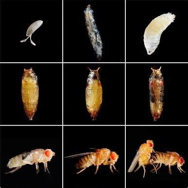 Klasifikasi Lalat Buah (Drosophila melanogaster) | Intisains