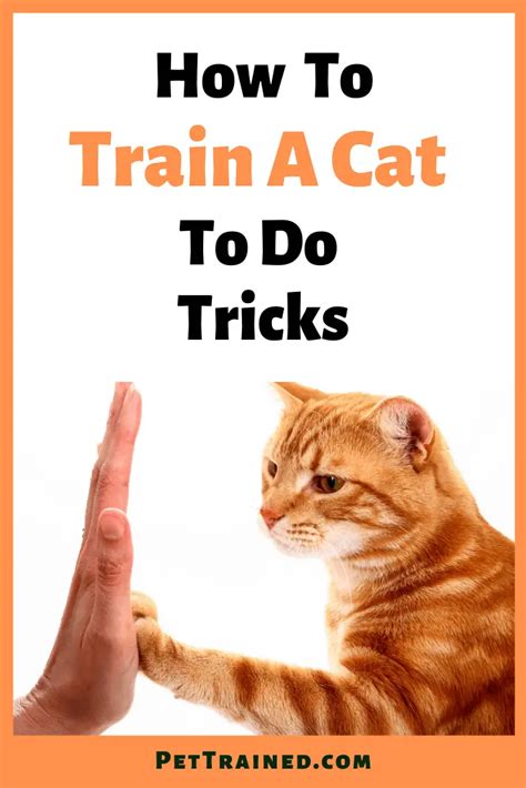 How To Train A Cat To Do Tricks - Pet Trained