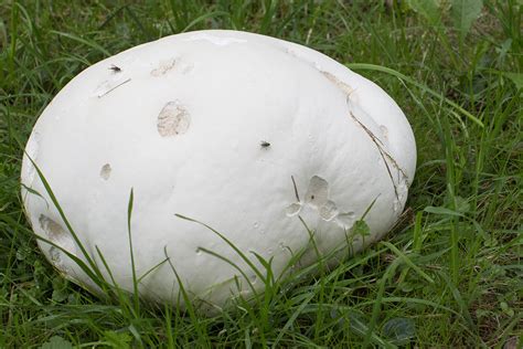 Pilze erfreuen uns im Herbst mit ihren Fruchtkörpern | NR-Kurier.de