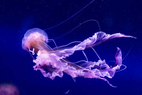 What is a jellyfish? | Twinkl Teaching Wiki - Twinkl