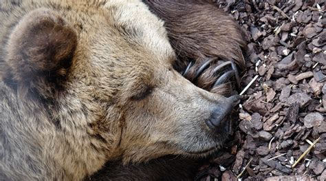 Hibernation – not only for the bears - Advanced Science News