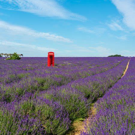 Mayfield Lavender Farm | CityDays