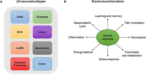 Frontiers | The Lateral Hypothalamus: An Uncharted Territory for Processing Peripheral ...