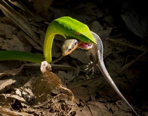 Perfectly-Timed Photos of Animals Hunting For Food