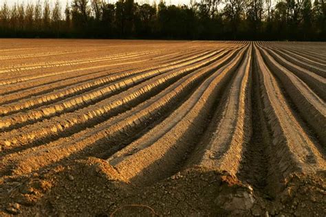 How to Prepare the Soil for Organic Farming: Methods, Tips, Techniques, and A Step-by-Step Guide ...