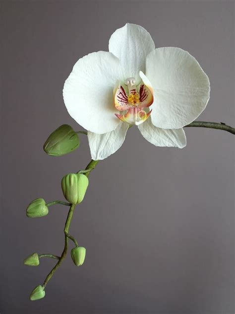 White orchids – Artofit