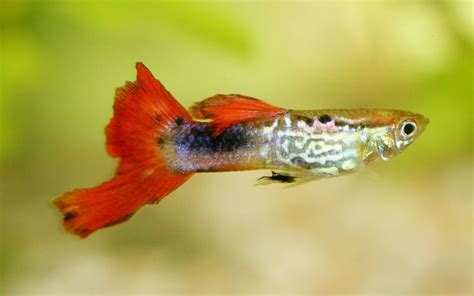 Do Guppies' Tails Grow Back?