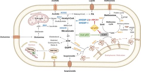 Frontiers | Beyond the Mevalonate Pathway: Control of Post-Prenylation Processing by Mutant p53