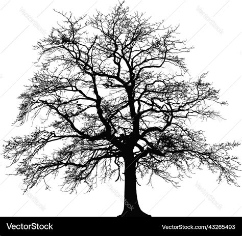 Detailed bare winter oak tree silhouette Vector Image