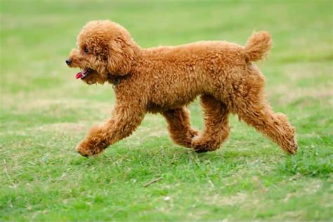 Toy Poodle (Kaniş) Özellikleri ve Bakımı » Petibom