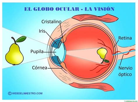 Los cinco sentidos | Organos de los sentidos, Anatomía del ojo, Los cinco sentidos