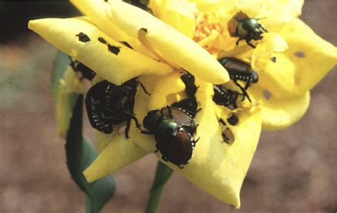 Japanese Beetles in the Nursery and Landscape | UGA Cooperative Extension