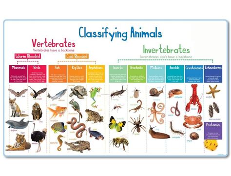 Classification of Animals: Vertebrates and Invertebrates