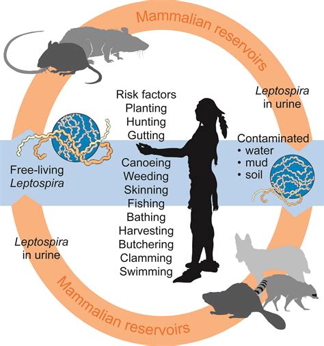 How Quickly Do Leptospirosis Symptoms Appear In Dogs