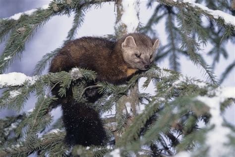 Pine Marten Facts | Animals - mom.me