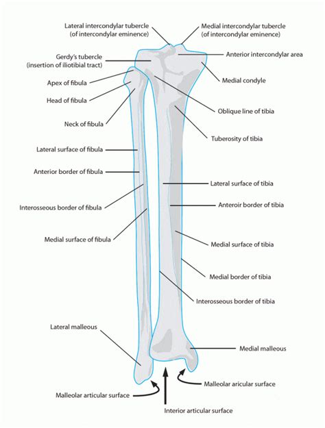 Fibula Anatomy - Docpods Australia