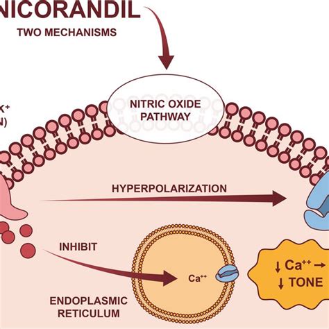 Mechanism of action of nicorandil | Download Scientific Diagram