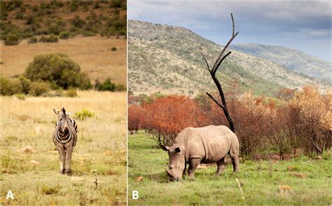 Restoring savannas and tropical herbaceous ecosystems - Encyclopedia of the Environment