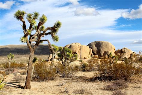 Joshua Tree National Park | California Holidays | Discover North America