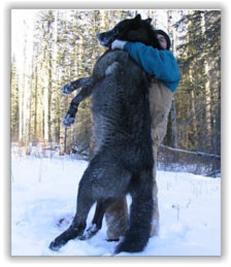 Giant Canadian Gray Wolves - Gallery | eBaum's World