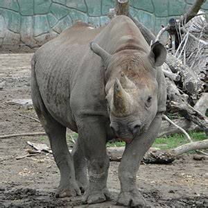 Eastern Black Rhinoceros Fact Sheet | racinezoo.org