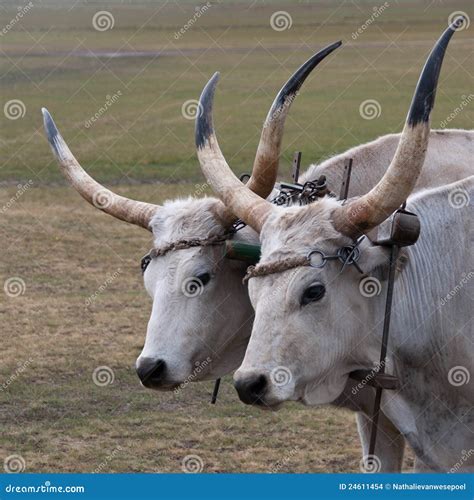 Hungarian grey cattle stock photo. Image of fauna, culture - 24611454