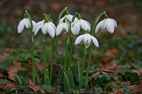 File:Snowdrop bells.jpg - Wikimedia Commons