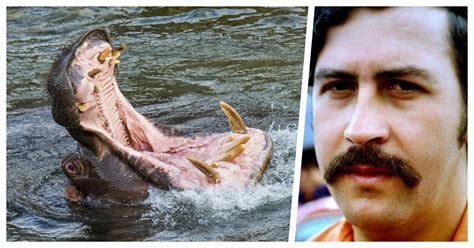 Hippos Brought For Pablo Escobar's Personal Zoo May Be a Boon For ...