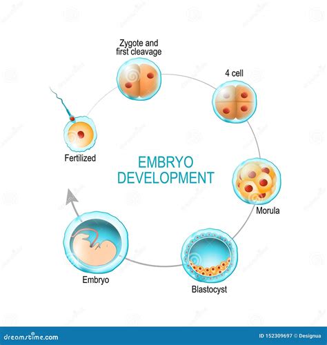 Embryo Development. Human Fetus Growth Stages Of Pregnancy Vector Illustration | CartoonDealer ...