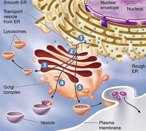 Endomembrane System - Cell Structure and Function