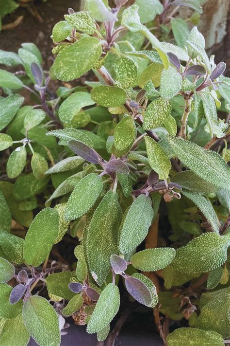 Sage Plant Care Tips - The Beginners Guide