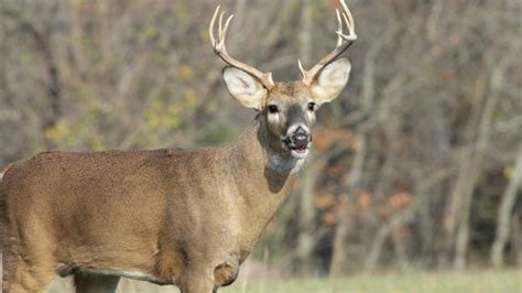 Missouri Dept. of Conservation reports record deer harvest of over 326,000