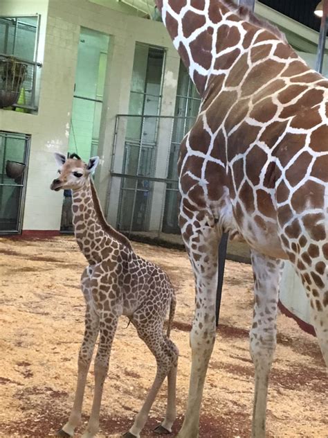 Cheyenne Mountain Zoo Celebrates 200th Giraffe - ZooBorns