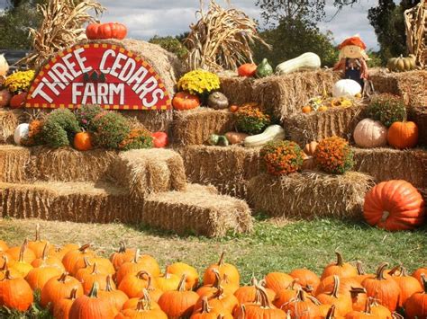 Three Cedars Farm - Gallery | Pumpkin patches in michigan, Fall family ...