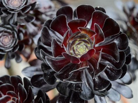 How to Grow and Care for a Black Rose Aeonium | World of Succulents