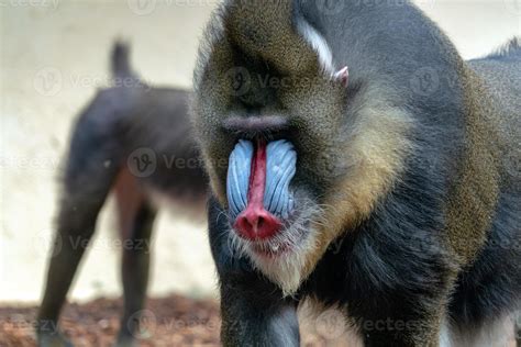 Mandrill Monkey portrait on sky background 17363167 Stock Photo at Vecteezy