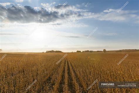 Soybean field ready for harvest, near Nerstrand; Minnesota, United ...