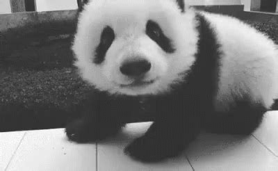 黑眼圈 大熊猫 可爱 GIF - Panda Eyes Panda Cute - 发现和分享 GIF