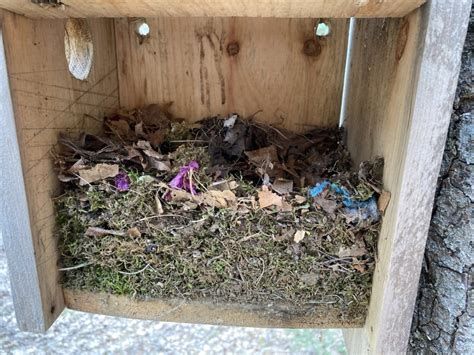 NestWatch | Tufted Titmouse Nest Underway - NestWatch