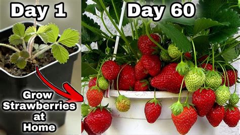 Easy 3 Methods Grow Strawberries at Home | How to grow strawberry plant ...