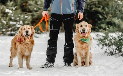 Premium Photo | Golden retriever dogs in winter time