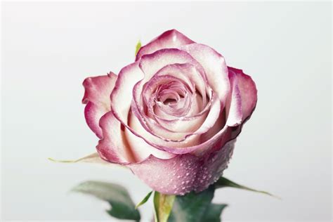 June Birth Flower Folklore - Rose and Honeysuckle - Farmers' Almanac