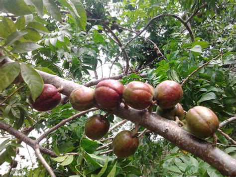 Jocote (Spanish Plum) facts and health benefits