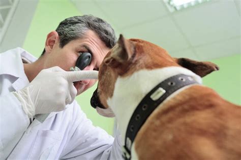 Anisocoria in Dogs: Causes, Signs, Treatments (Vet Answer) | Hepper