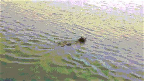 funny otter gif | WiffleGif