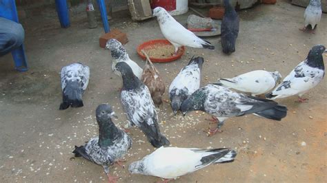 PIGEONS: PIGEON FEEDING!